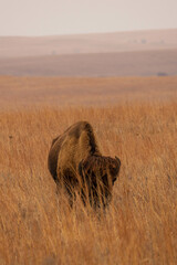 Bison in tallgrass prairie national preserve