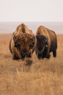 Bison in tallgrass prairie national preserve
