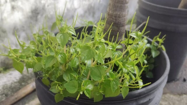 Peperomia pellucida or pepper elder, or shining bush plant, or crab claw herb, or crab claw herb is a shallow-rooted annual herb, characterized by succulent, shiny, heart-shaped stems, fleshy leaves.