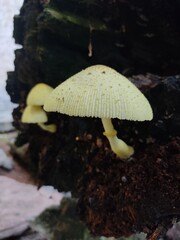 Hongo en arbol, fungus, mushrooms