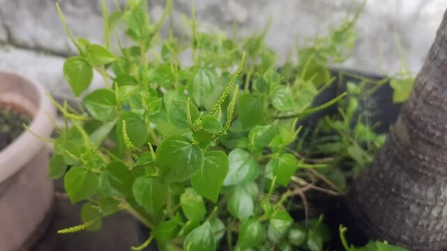Peperomia pellucida or pepper elder, or shining bush plant, or crab claw herb, or crab claw herb is a shallow-rooted annual herb, characterized by succulent, shiny, heart-shaped stems, fleshy leaves.