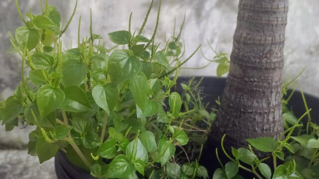 Peperomia pellucida or pepper elder, or shining bush plant, or crab claw herb, or crab claw herb is a shallow-rooted annual herb, characterized by succulent, shiny, heart-shaped stems, fleshy leaves.