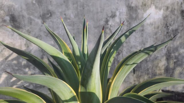 An Agave americana plant in the garden.