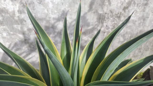An Agave americana plant in the garden.