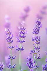 Naklejka premium Vibrant lavender flowers bloom under soft pink skies, exuding tranquility and elegance.