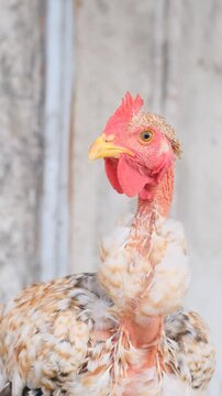 Retrato de gallina criolla en la finca