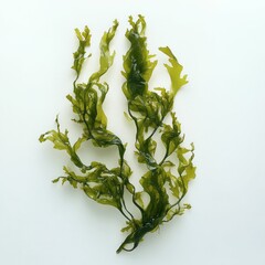 a single piece of red seaweed with intricate branching structure isolated on a white background