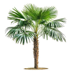 Obraz premium Tropical Asian Palmyra palm thriving against a transparent background in natural sunlight, Asian Palmyra palm, Toddy palm, Sugar palm on transparent background