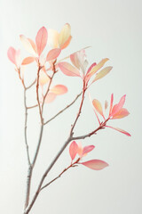 Fototapeta premium Delicate branches with soft pastel leaves against a light, neutral background evoke a sense of tranquility and minimalism.