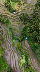 Drone view - Tegalalang Rice Terrace, is located north of Ubud, the cultural centre of Bali.
