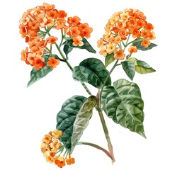 Watercolor Orange Lantana Isolated on White Background. Beautiful Lantana Flower