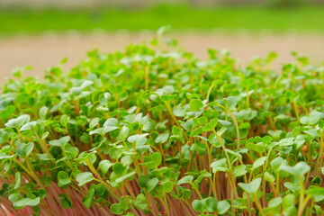 Closeup of red radish microgreen seeds sprouting in the microgreen tray