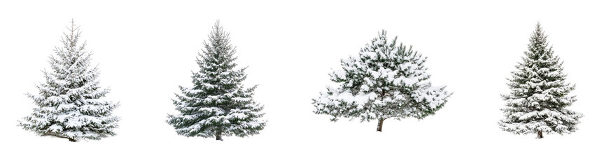 Four winter trees adorned with fresh snow, showcasing their lush green branches contrasted against a white background.