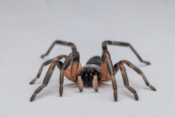 Close uo of an Australian White-tailed Spider