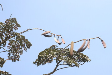 Oroxylum indicum plant on field