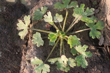 Ranunculus sceleratus flower plant on field