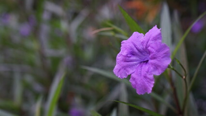 Single Purple Ruellia Flower in Focus Amongst Blurred Green Foliage