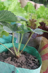 strawberry plant seedling on bag
