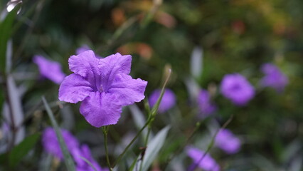 Close-up of a vibrant purple Ruellia flower with blurred flowers in background