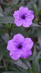 Delicate Purple Petals: A Close-Up View of Blooming Flowers with Green Foliage