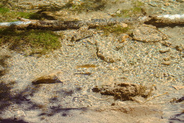Obraz premium Rainbow trouts swiming in cold water mountain creek