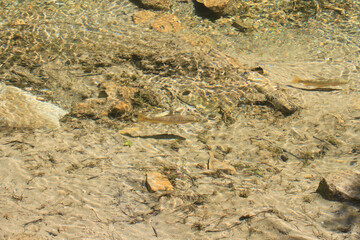 Rainbow trouts swiming in cold water mountain creek
