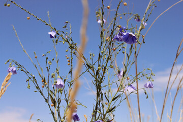 Mountain wild blue flowers