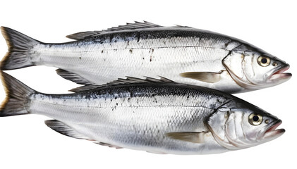 Obraz premium A pair of fresh seabass fish in a close-up shot, isolated on a plain white background.