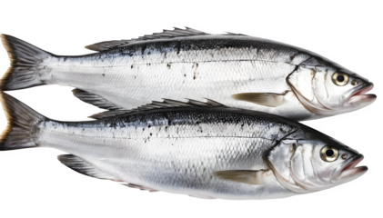 A pair of fresh seabass fish in a close-up shot, isolated on a plain white background.