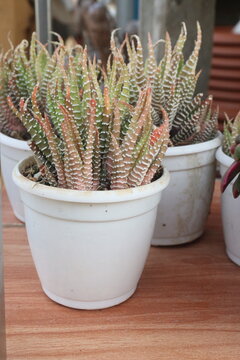 Fasciated haworthia leaf plant on pot in farm