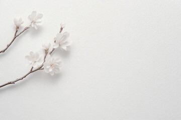 Minimalist Textured White Paper Background Natural Light Soft Shadows