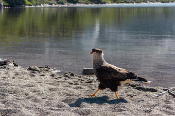 Close up of a Carancho, native bird in a Lake in a National Park in Patagonia Argentina in summer