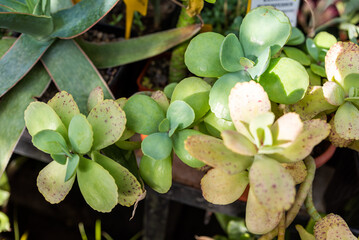 Close-up of Kalanchoe marmorata with broad, rounded green leaves speckled with purple spots,...