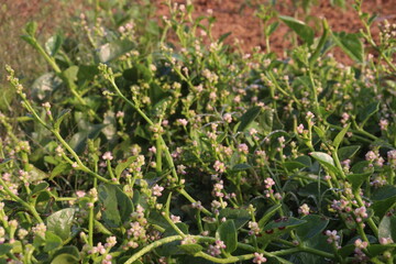 Malabar spinach flower on farm