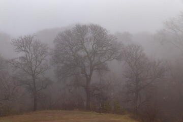 misty morning in the forest