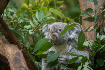 ユーカリの葉を食べる可愛いコアラ