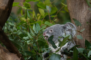 ユーカリの葉を食べる可愛いコアラ