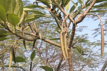 frangipani flower plant on farm