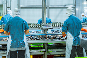 Food production workers handling fish for canning on an automated conveyor system Highlights of...