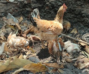 Free range chickens is looking for food among piles of leafy rubbish