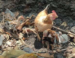 Free range chickens is looking for food among piles of leafy rubbish