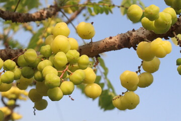 Phyllanthus acidus on tree in farm