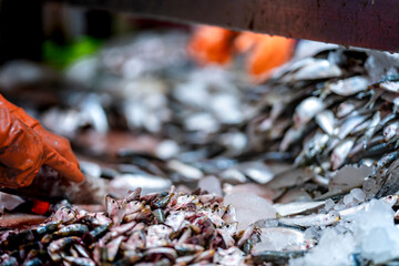 Fresh fish prepared for processing in a clean factory setting on hygiene quality and efficient production workflows. Industrial seafood processing showcasing fresh fish on assembly line on food.