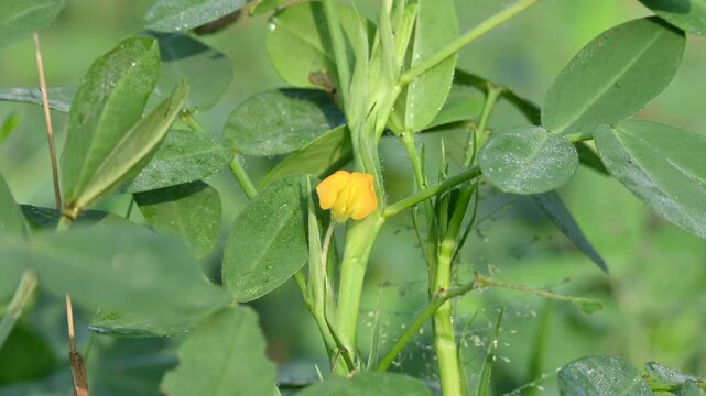 Peanut flower in field. Its other names Arachis hypogaea, groundnut, goober pea, pindar pea and &nbsp;monkey nut. This is a&nbsp;legume&nbsp;crop grown mainly for its edible&nbsp;seeds.