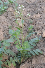 Radishes flower on tree in farm for harvest