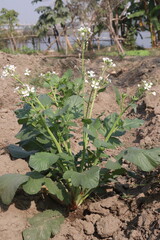 Radishes flower on tree in farm for harvest