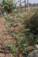 Radishes flower on tree in farm for harvest
