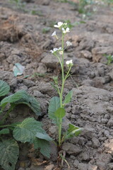 Radishes flower on tree in farm for harvest
