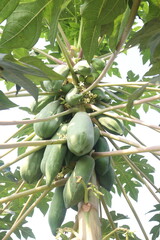 raw papaya on tree in farm for harvest