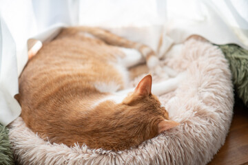 窓辺で眠る猫の後ろ姿　茶トラ白